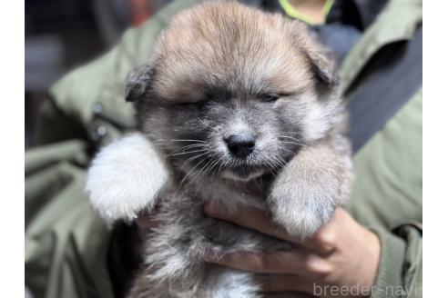 成約済の千葉県の秋田犬-358852の2枚目