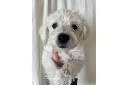 成約済の北海道のミックス犬-354047の8枚目