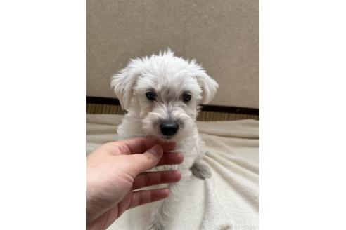 成約済の北海道のミックス犬-354047の7枚目
