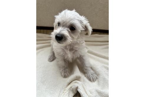成約済の北海道のミックス犬-354047の5枚目