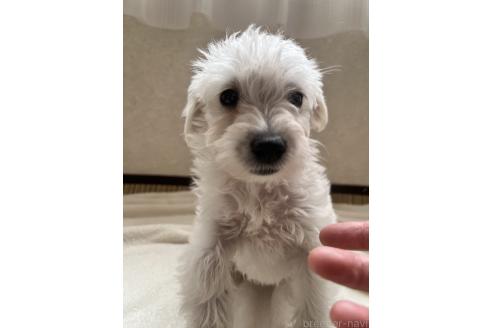 成約済の北海道のミックス犬-354047の4枚目