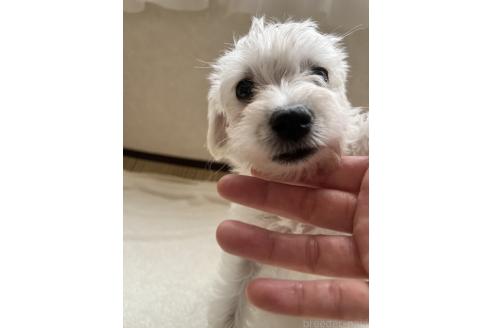 成約済の北海道のミックス犬-354047の3枚目
