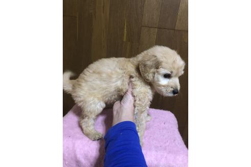 成約済の兵庫県のゴールデンドゥードル:ゴールデンレトリーバー×プードル-358902の8枚目