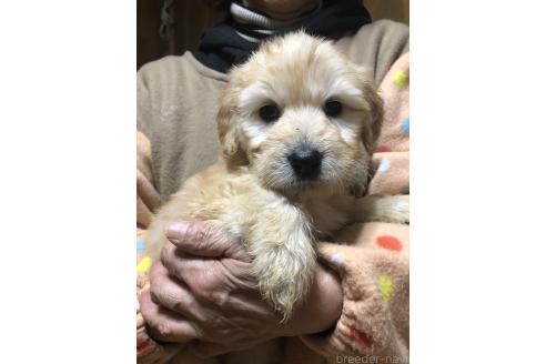 成約済の兵庫県のゴールデンドゥードル:ゴールデンレトリーバー×プードル-358902の7枚目