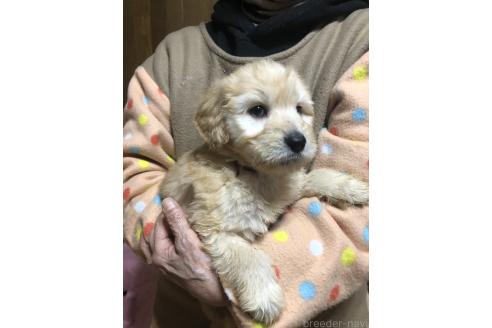 成約済の兵庫県のゴールデンドゥードル:ゴールデンレトリーバー×プードル-358902の2枚目