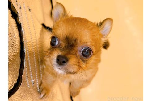 成約済の東京都のチワワ(ロングコート)-358903の6枚目