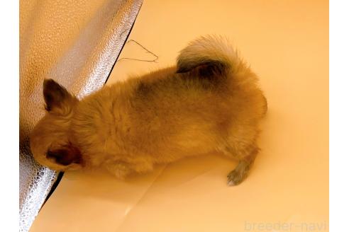 成約済の東京都のチワワ(ロングコート)-358903の5枚目