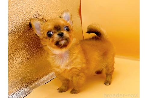 成約済の東京都のチワワ(ロングコート)-358903の3枚目