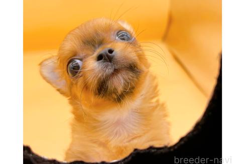 成約済の東京都のチワワ(ロングコート)-358903の2枚目