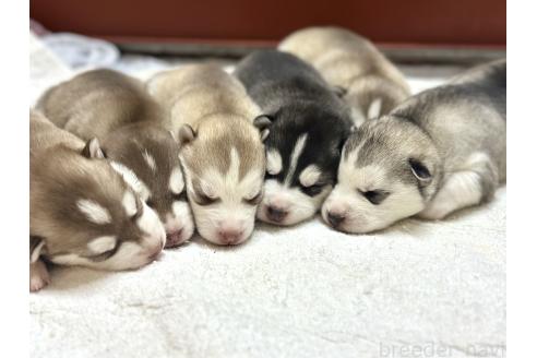 成約済の愛知県のシベリアンハスキー-356745の3枚目