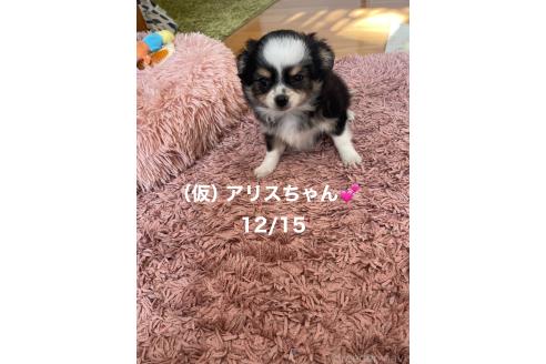 成約済の静岡県のチワワ(ロングコート)-357020の2枚目