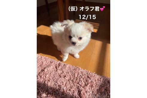 成約済の静岡県のチワワ(ロングコート)-357013の5枚目