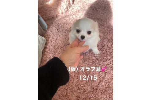 成約済の静岡県のチワワ(ロングコート)-357013の4枚目