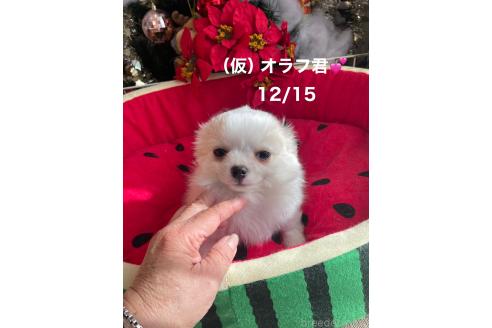 成約済の静岡県のチワワ(ロングコート)-357013の2枚目