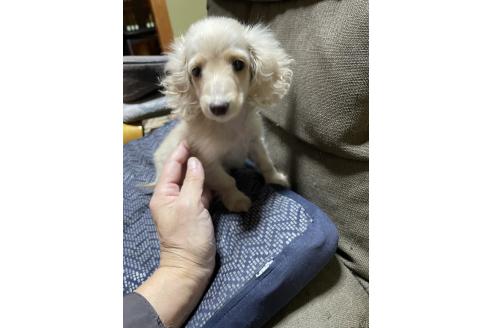 成約済の東京都のカニンヘンダックスフンド(ロングヘアード)-358908の5枚目