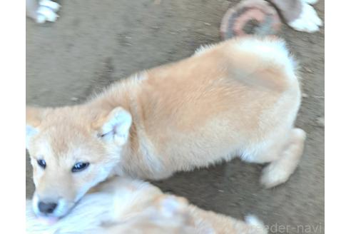 成約済の千葉県のミックス犬-352590の3枚目