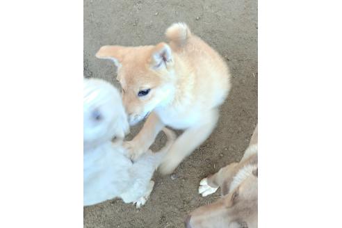 成約済の千葉県のミックス犬-352590の2枚目