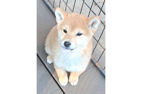 成約済の千葉県のミックス犬-352588の5枚目