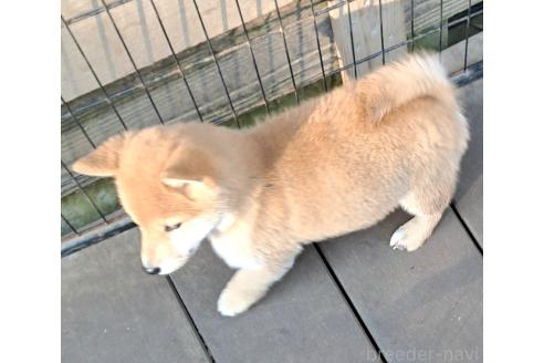 成約済の千葉県のミックス犬-352588の4枚目