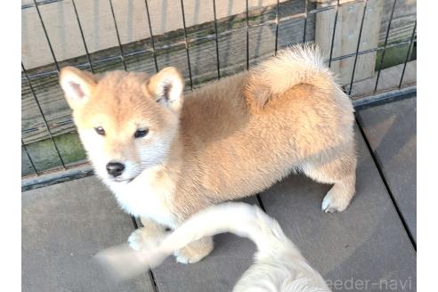 成約済の千葉県のミックス犬-352588の3枚目