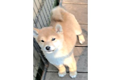 成約済の千葉県のミックス犬-352588の2枚目