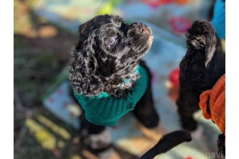 成約済の東京都のその他の犬種-357564の13枚目