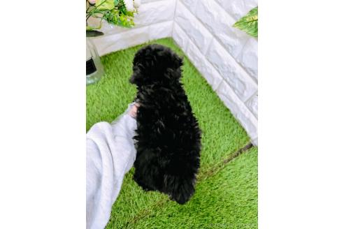 成約済の岡山県のタイニープードル-358984の7枚目