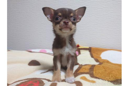 成約済の福岡県のチワワ(スムースコート)-347841の10枚目