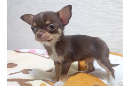 成約済の福岡県のチワワ(スムースコート)-347841の9枚目