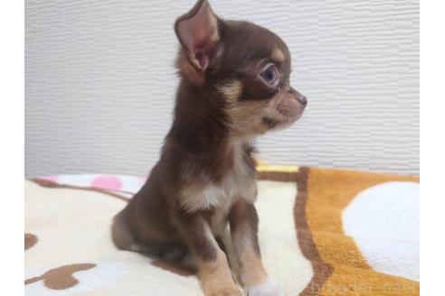 成約済の福岡県のチワワ(スムースコート)-347841の8枚目