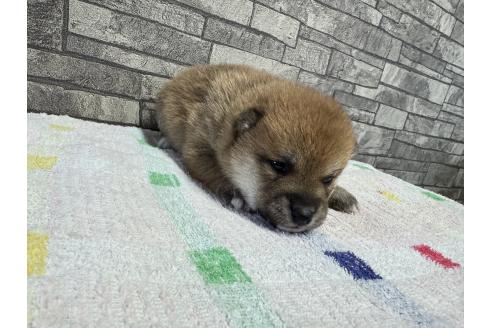 成約済の岡山県の豆柴-358997の6枚目