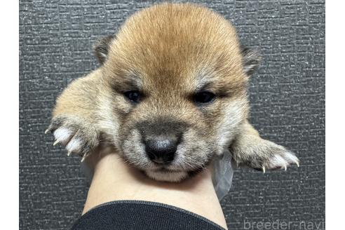 成約済の岡山県の豆柴-358997の5枚目