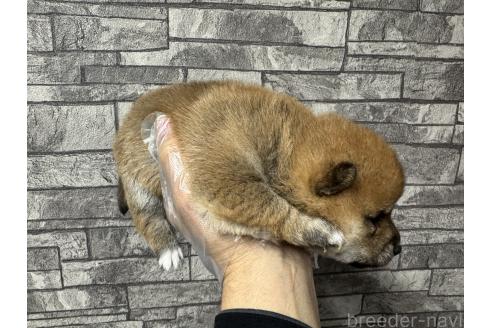 成約済の岡山県の豆柴-358997の4枚目