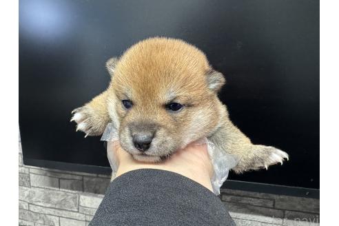 成約済の岡山県の豆柴-358997の3枚目