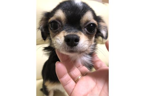 成約済の高知県のチワワ(ロングコート)-329752の2枚目