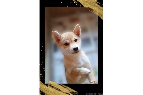 販売中の栃木県の柴犬-353918の8枚目