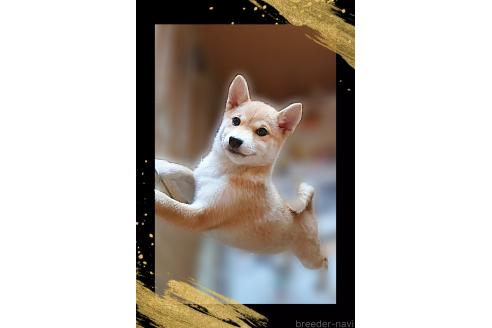 販売中の栃木県の柴犬-353918の7枚目