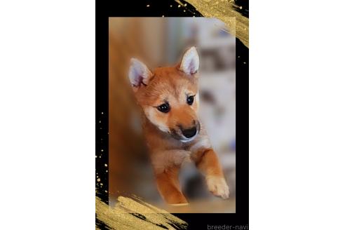 成約済の栃木県の柴犬-353915の3枚目