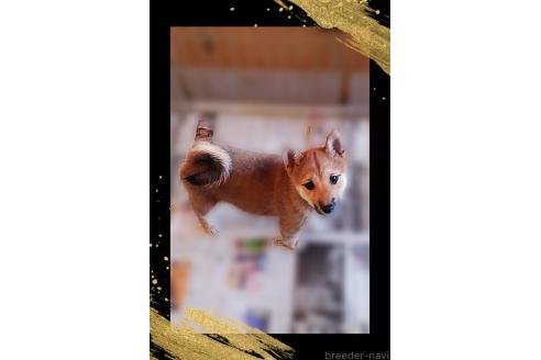 成約済の栃木県の柴犬-353915の2枚目