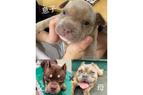 成約済の埼玉県のエキゾチックブリー-359052の6枚目