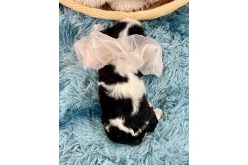 成約済の埼玉県のキャバリアキングチャールズスパニエル-359021の3枚目