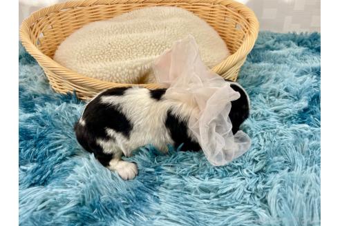 成約済の埼玉県のキャバリアキングチャールズスパニエル-359021の2枚目