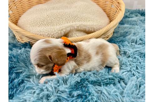 成約済の埼玉県のキャバリアキングチャールズスパニエル-359025の4枚目