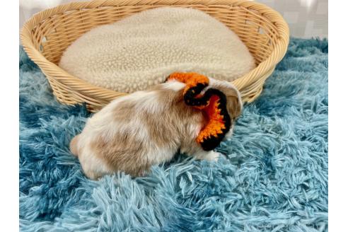 成約済の埼玉県のキャバリアキングチャールズスパニエル-359025の2枚目