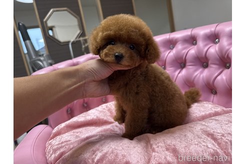 成約済の茨城県のトイプードル-358831の1枚目