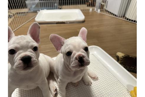 成約済の埼玉県のフレンチブルドッグ-358782の5枚目