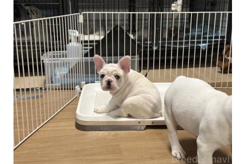 成約済の埼玉県のフレンチブルドッグ-358782の4枚目