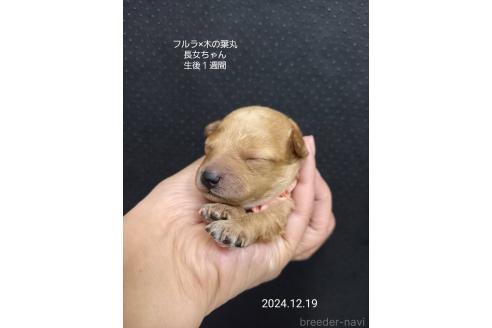 成約済の大阪府のティーカッププードル-357363の3枚目