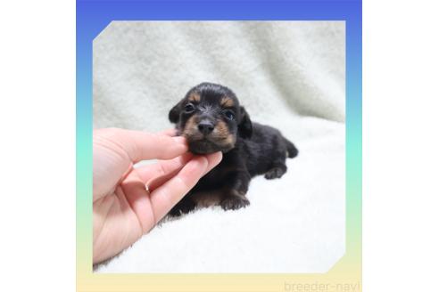 成約済の岡山県のミニチュアダックスフンド(ロングヘアード)-355651の23枚目