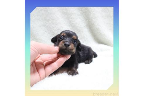 成約済の岡山県のミニチュアダックスフンド(ロングヘアード)-355651の22枚目